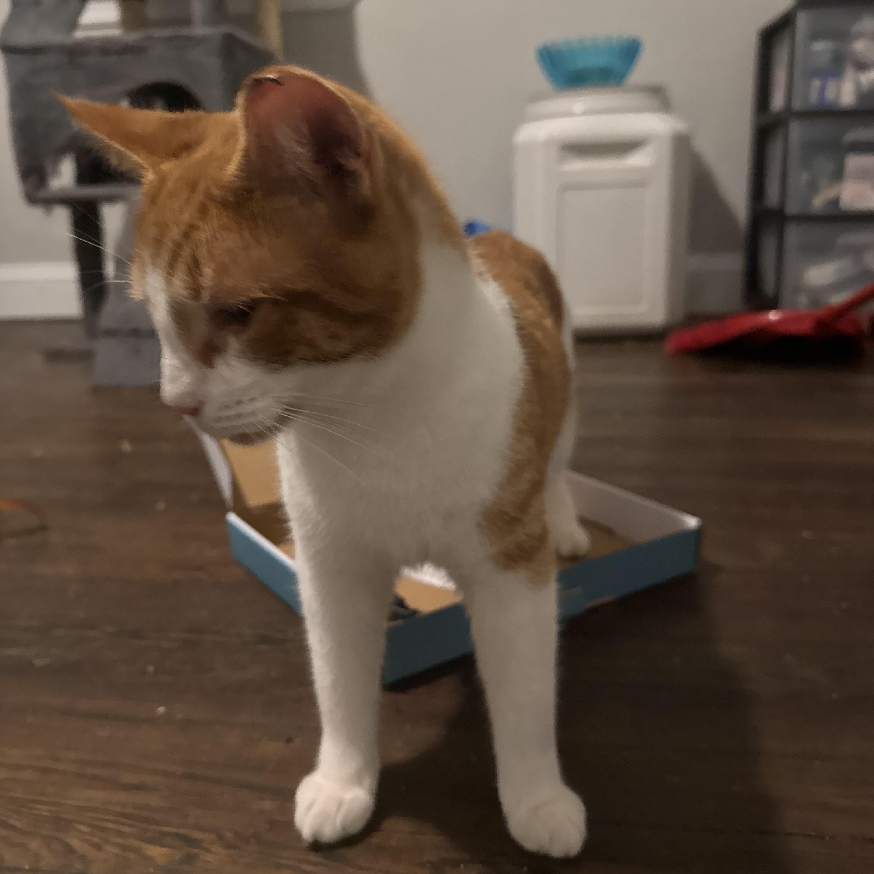 Enlarge Toby, a Adoptable Domestic Short Hair in Westville, NJ image 4/6