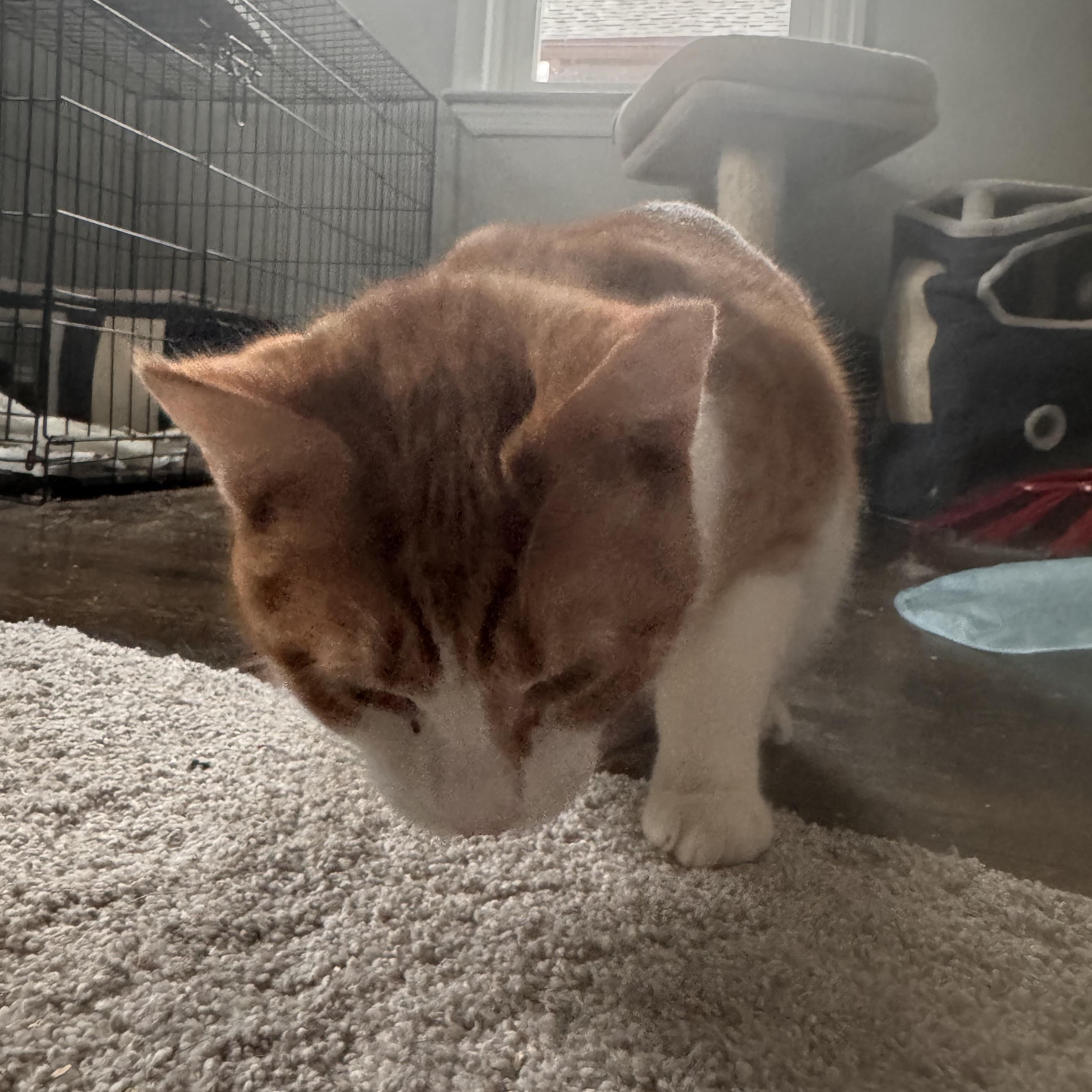 Enlarge Toby, a Adoptable Domestic Short Hair in Westville, NJ image 3/6