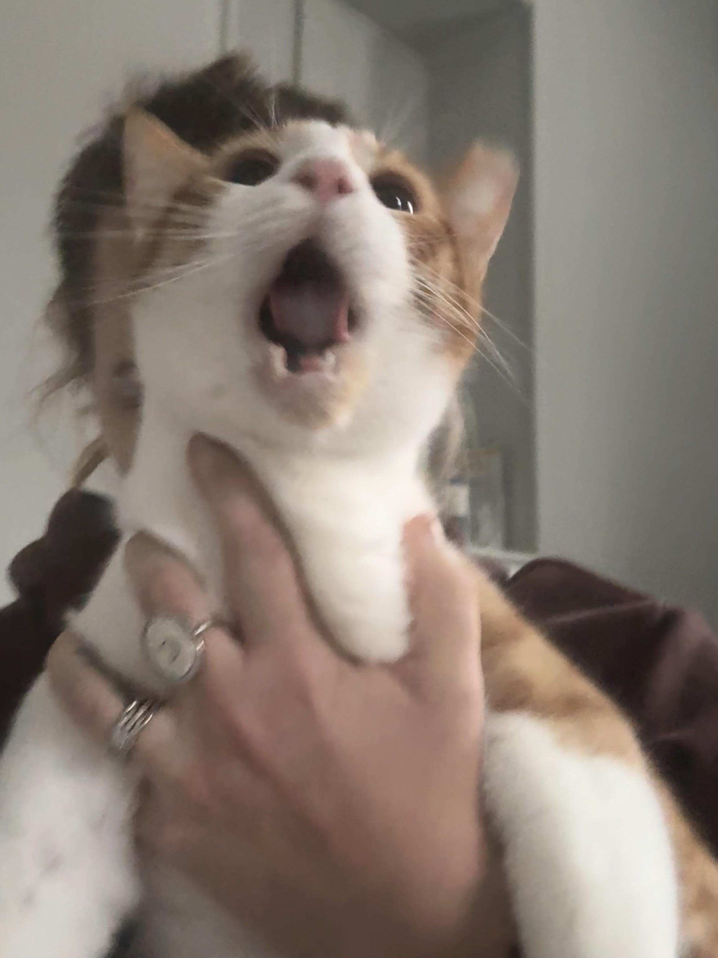 Enlarge Toby, a Adoptable Domestic Short Hair in Westville, NJ image 5/6