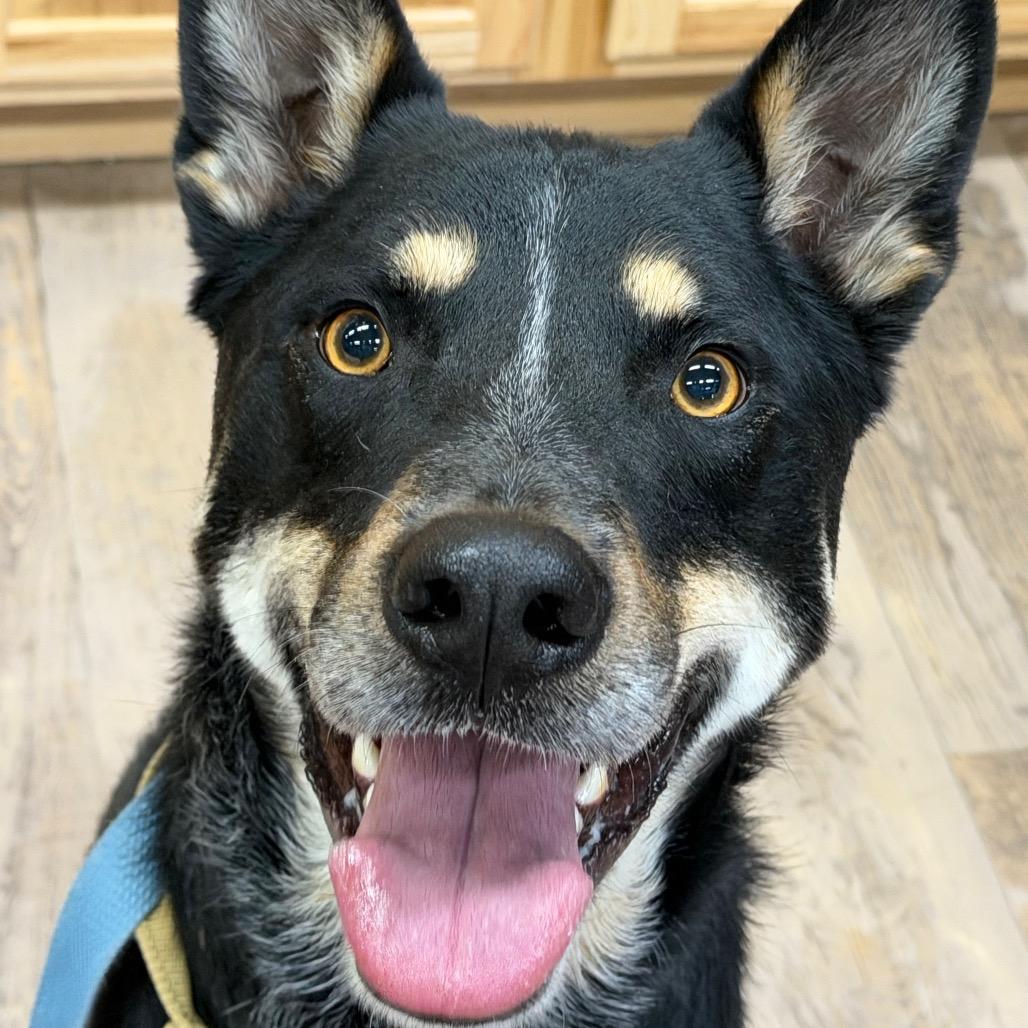 Butch, Adoptable, Adult Male Shepherd.