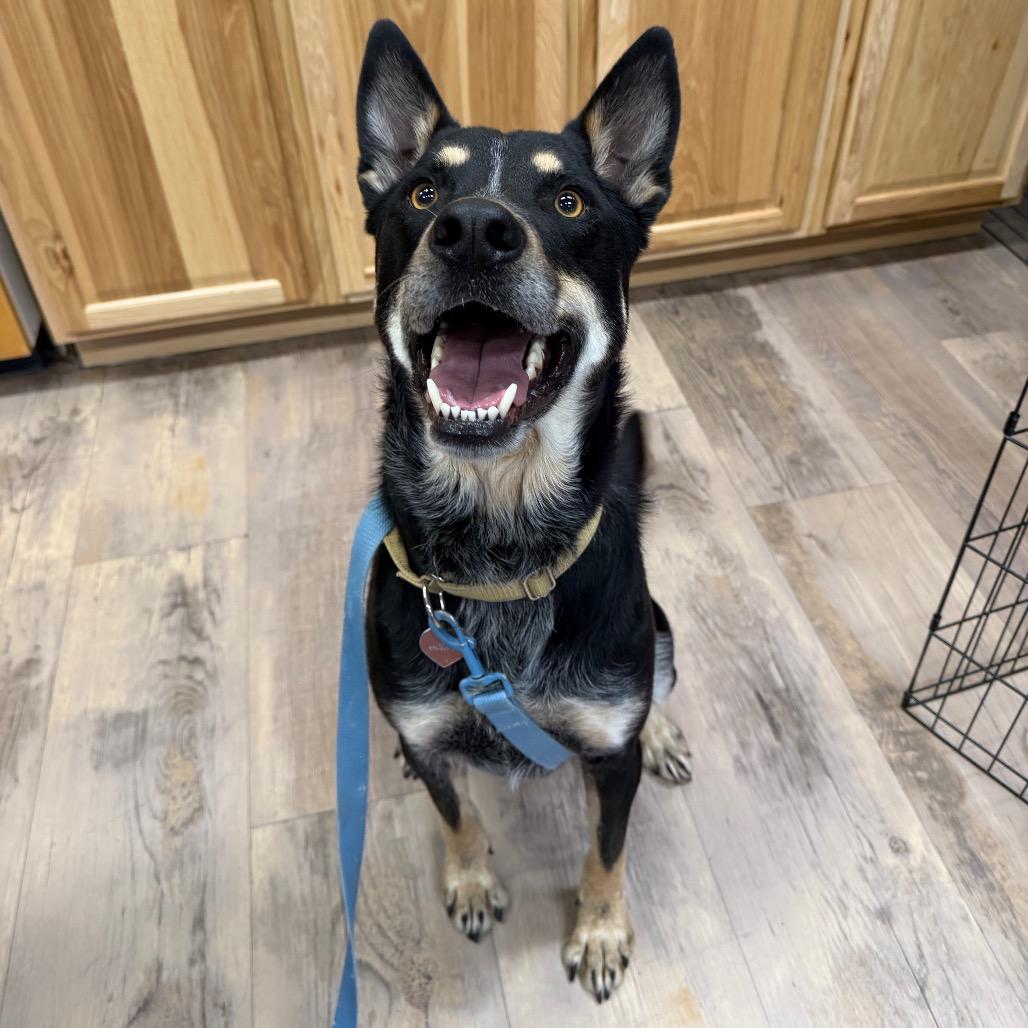 Enlarge Butch, a Adoptable Shepherd in Durango, CO image 2/3