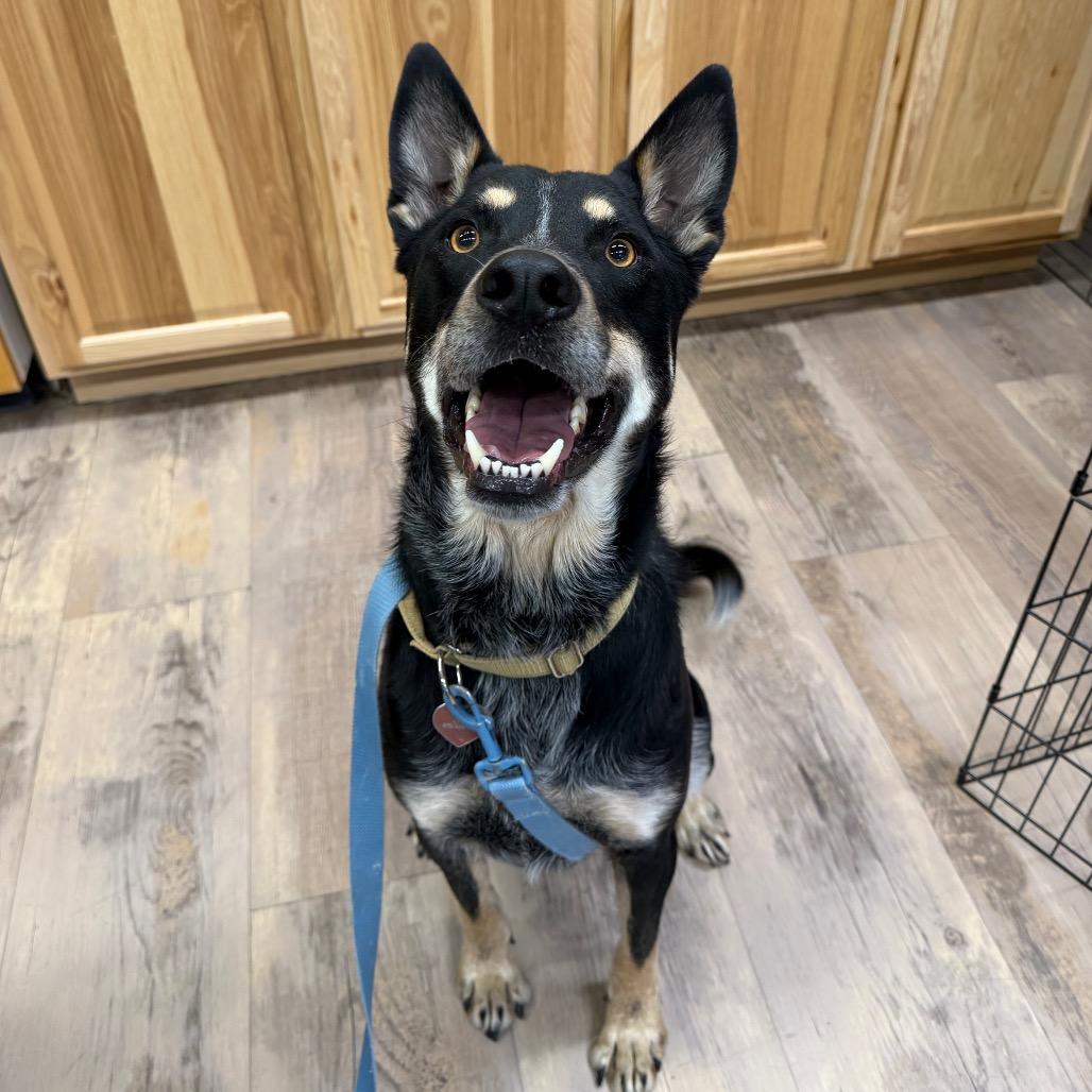Enlarge Butch, a Adoptable Shepherd in Durango, CO image 3/3