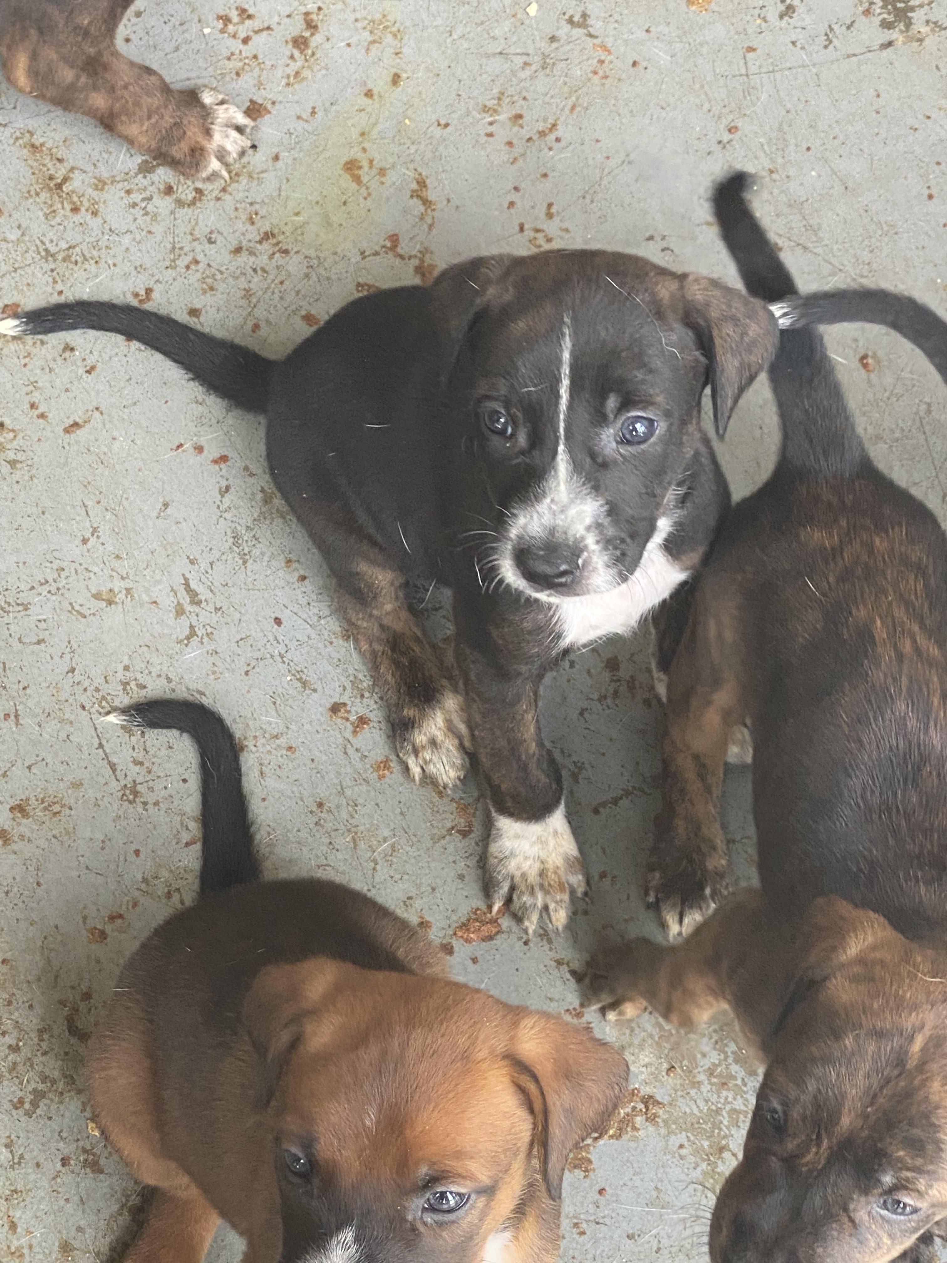 Enlarge Miles, a Adoptable mixed breed in Huntley, IL image 3/5