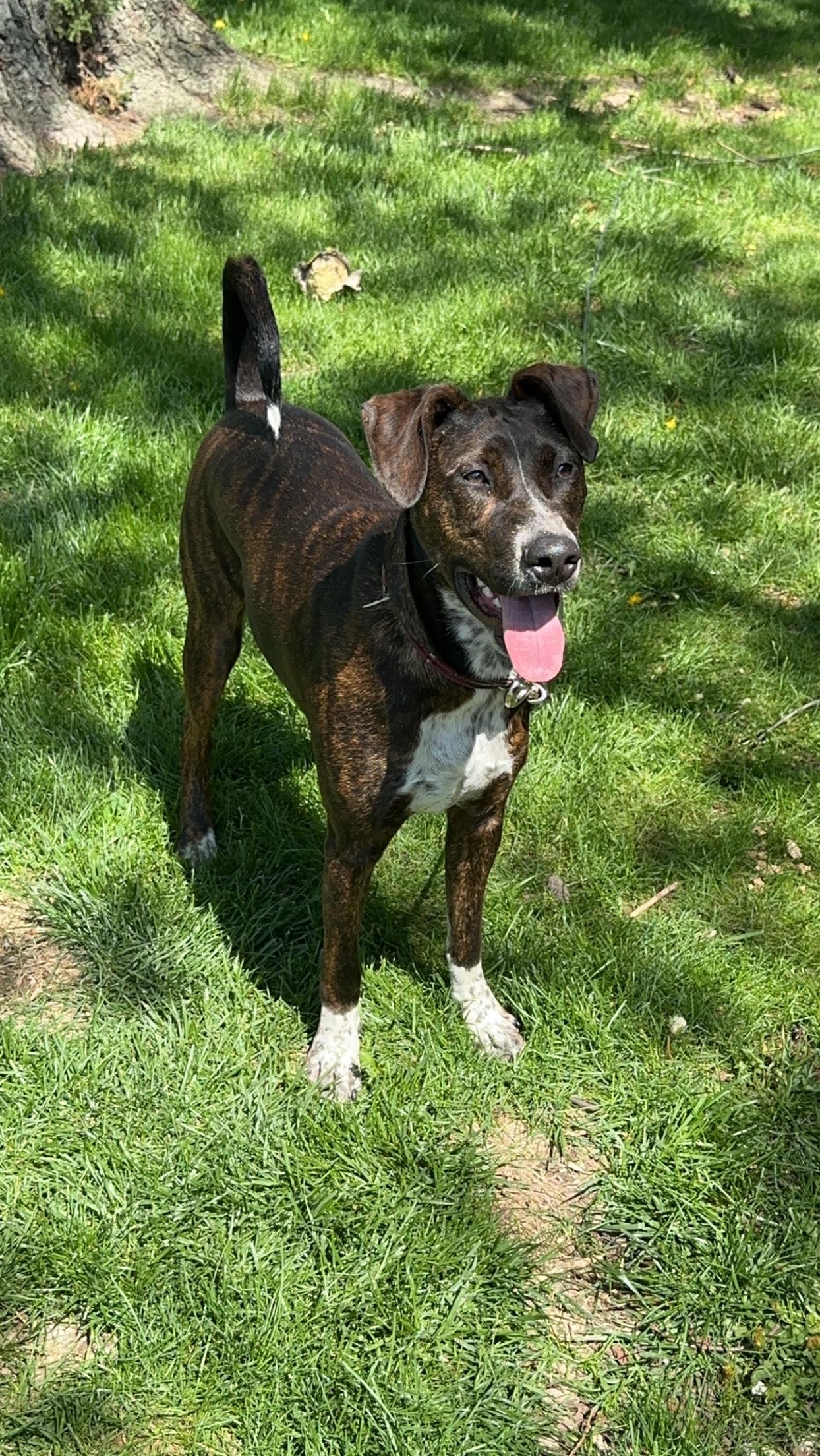 Enlarge Miles, a Adoptable mixed breed in Huntley, IL image 1/5