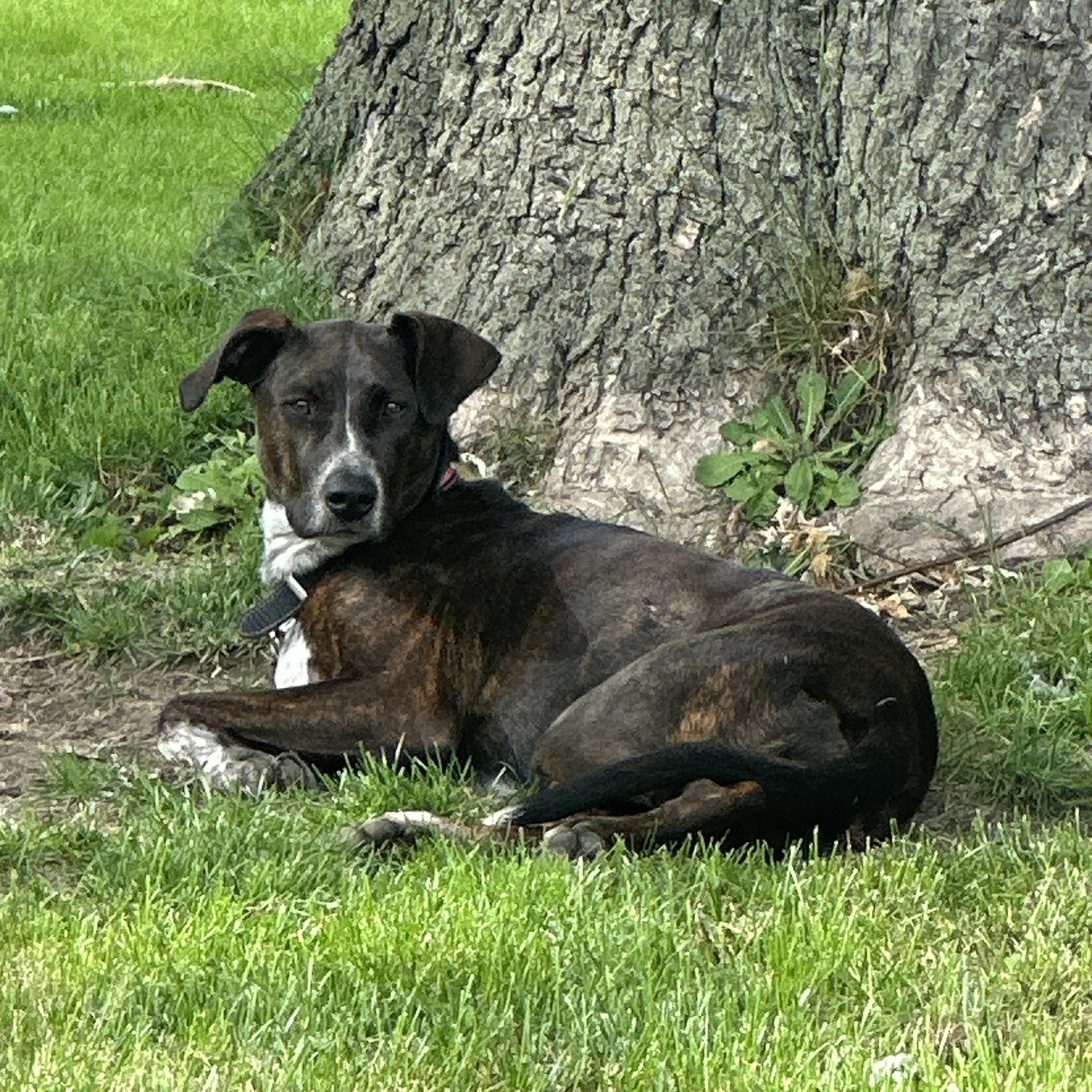 Enlarge Miles, a Adoptable mixed breed in Huntley, IL image 4/5