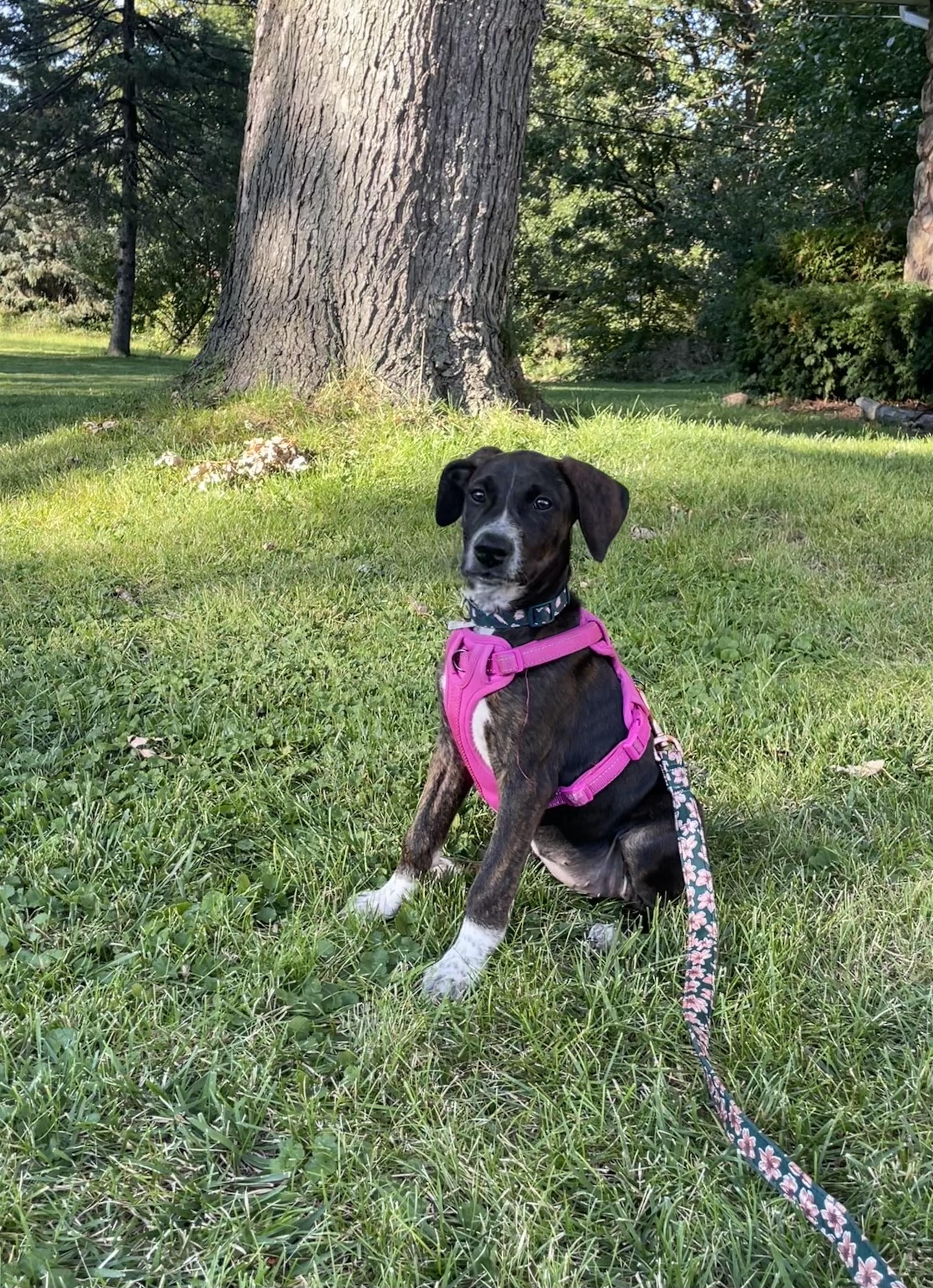 Enlarge Miles, a Adoptable mixed breed in Huntley, IL image 5/5