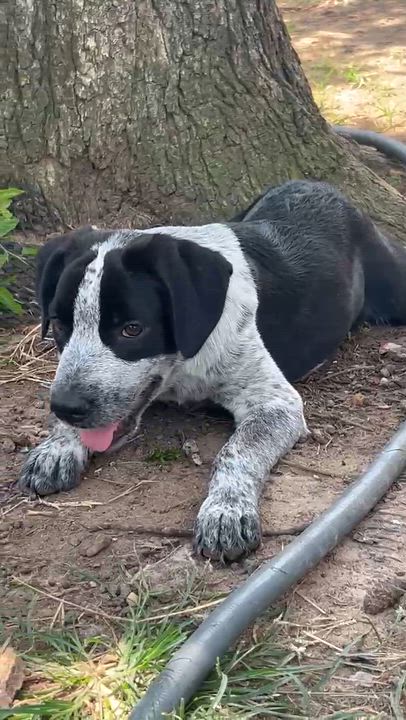 Enlarge Patrick, a Adoptable mixed breed in Bedminster, NJ video 4/6
