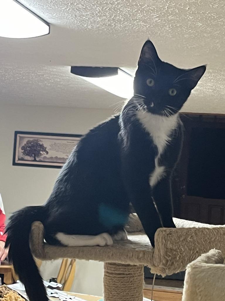 Socks (bonded to Oreo) photo 1