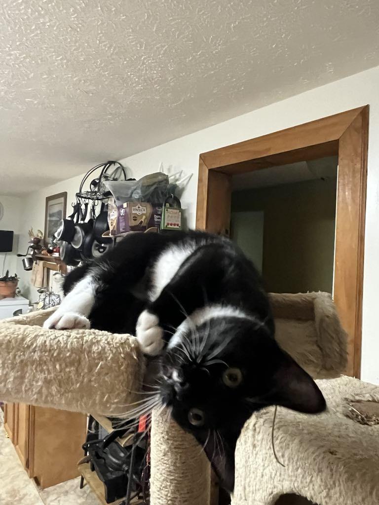 Socks (bonded to Oreo) photo 2