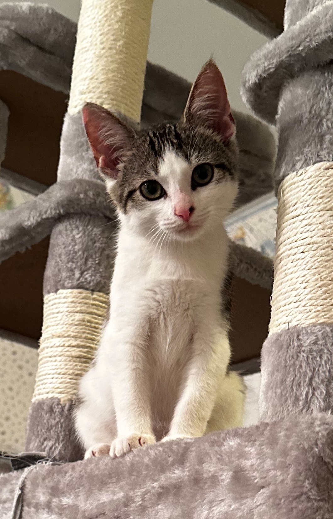 Luke and Laura, Adopted, Kitten Male Domestic Short Hair.