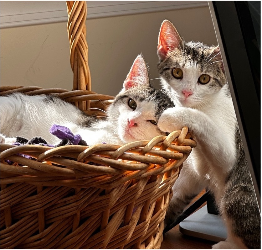 Luke and Laura, a Adopted mixed breed in Frederick, MD image 2/6