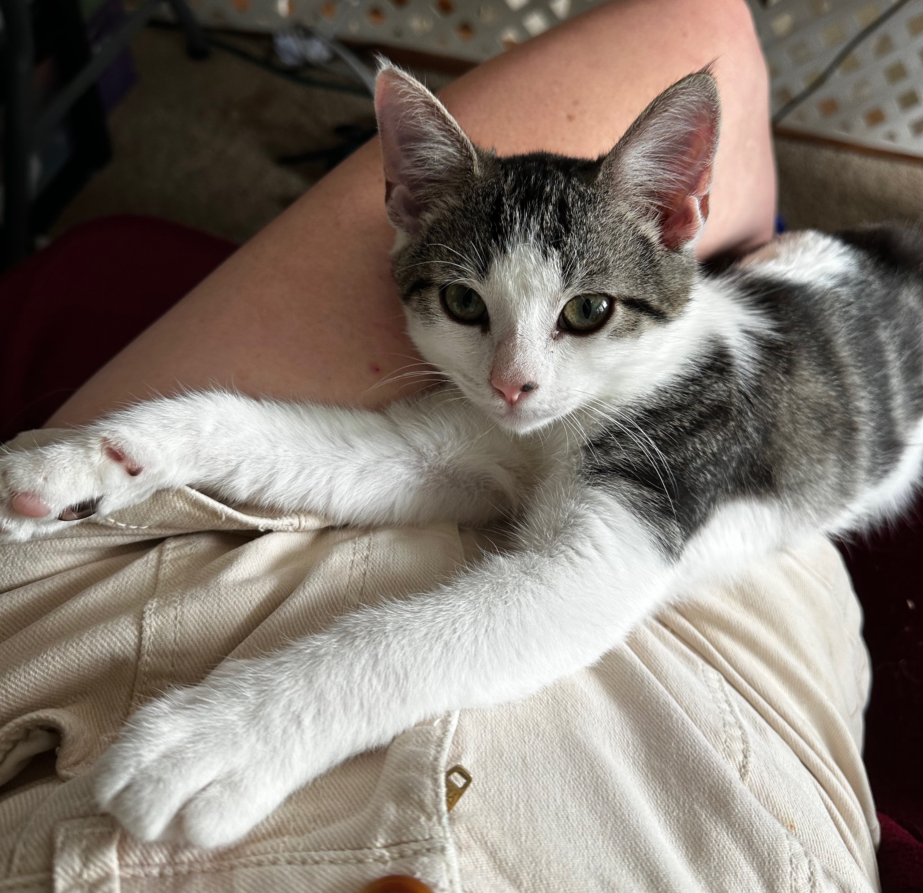 Luke and Laura, a Adopted mixed breed in Frederick, MD image 3/6