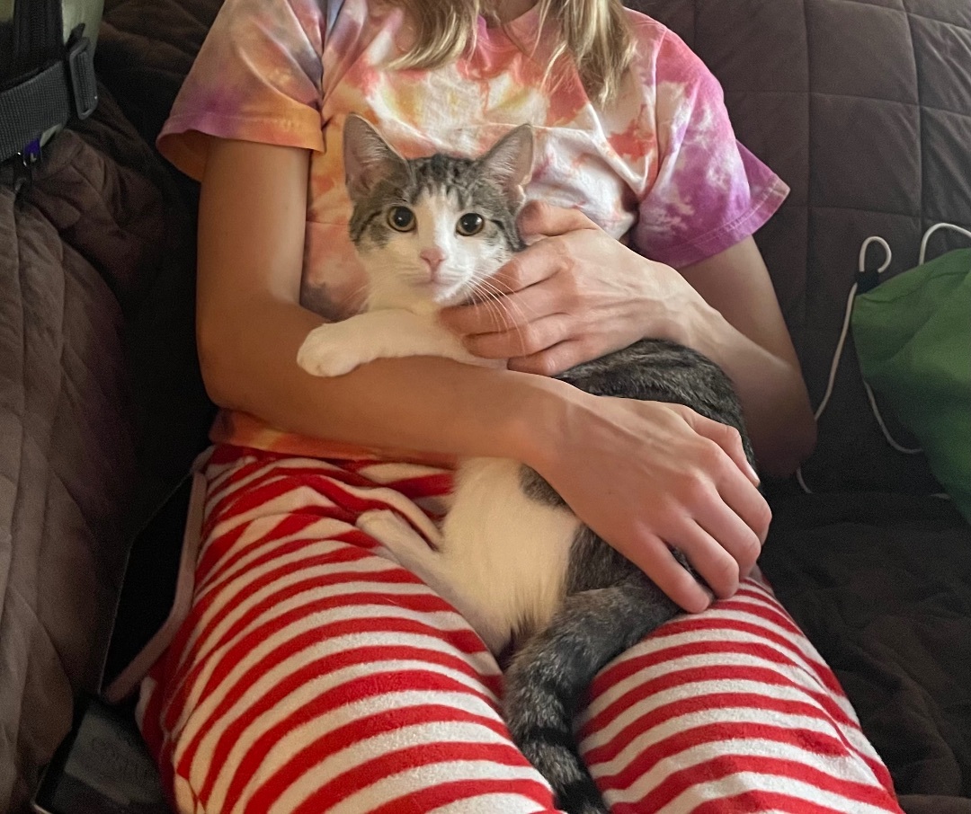 Luke and Laura, a Adopted mixed breed in Frederick, MD image 4/6