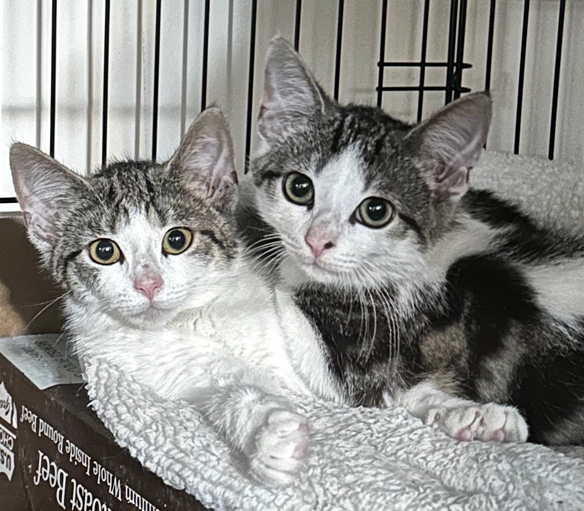 Luke and Laura, a Adopted mixed breed in Frederick, MD image 5/6