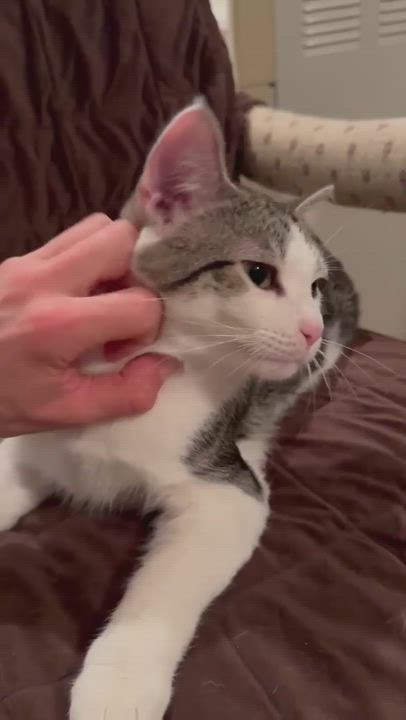 Enlarge Luke and Laura, a Adopted mixed breed in Frederick, MD video 6/6