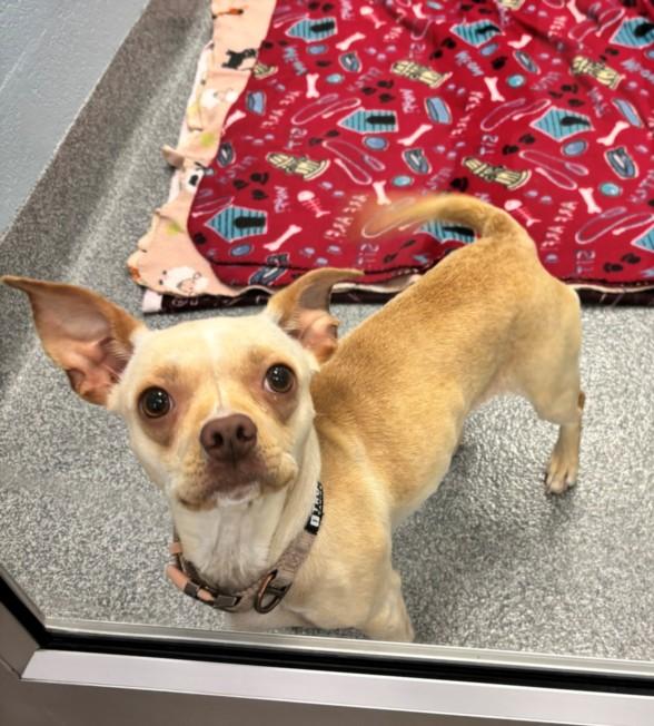 Enlarge DIXIE, a Adoptable mixed breed in Toledo, OH image 1/1