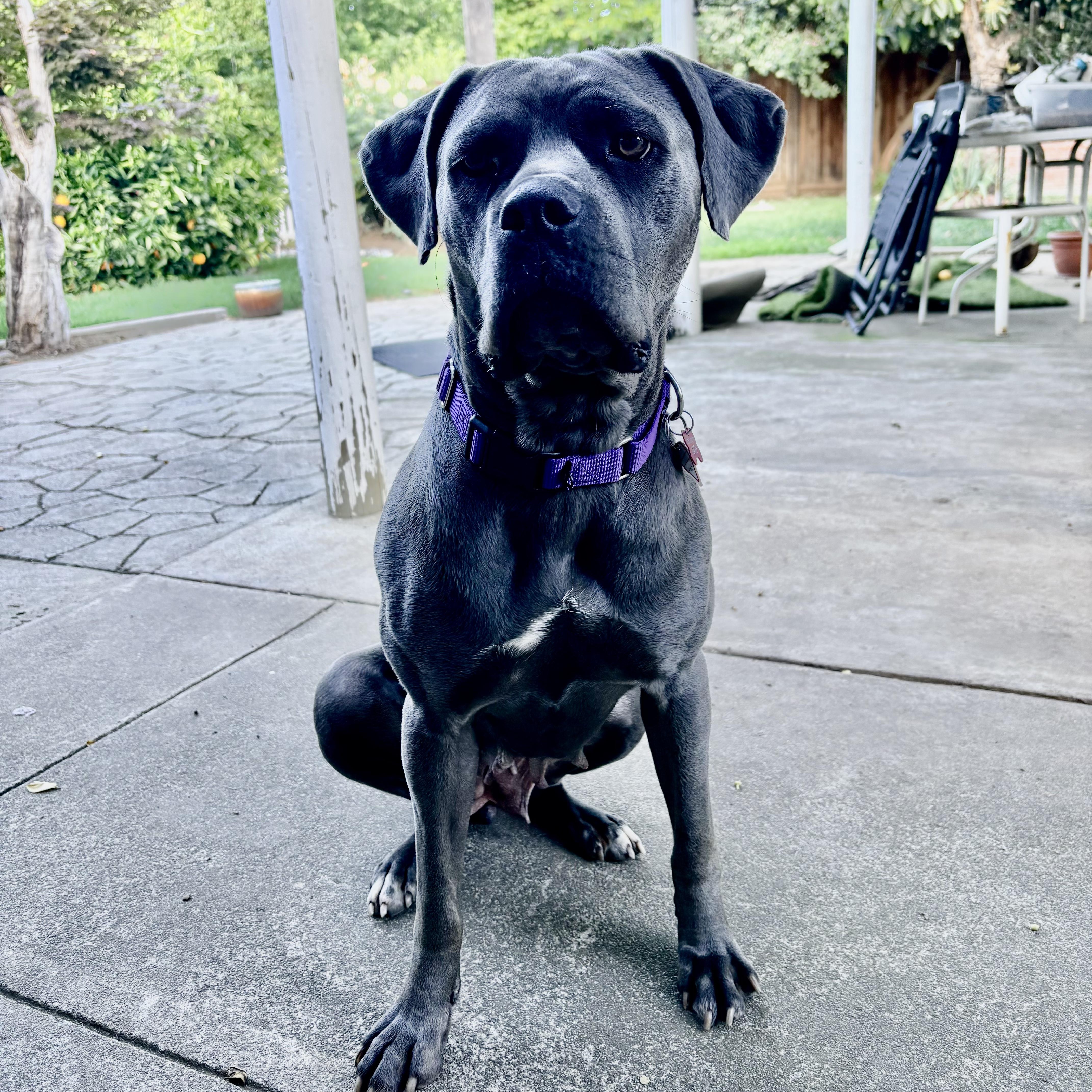 Enlarge SCARLETT, a Adoptable Cane Corso in Morgan Hill, CA image 2/6