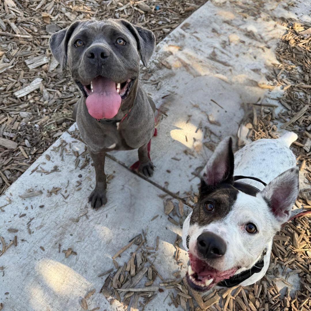 Enlarge SCARLETT, a Adoptable Cane Corso in Morgan Hill, CA image 5/6