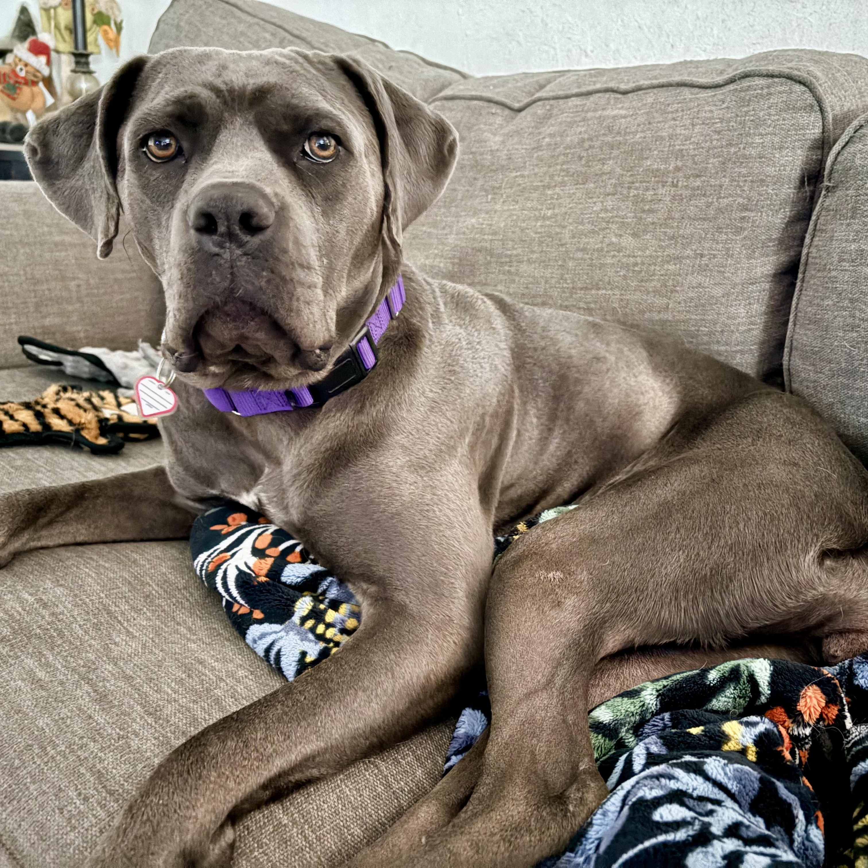 Enlarge SCARLETT, a Adoptable Cane Corso in Morgan Hill, CA image 4/6
