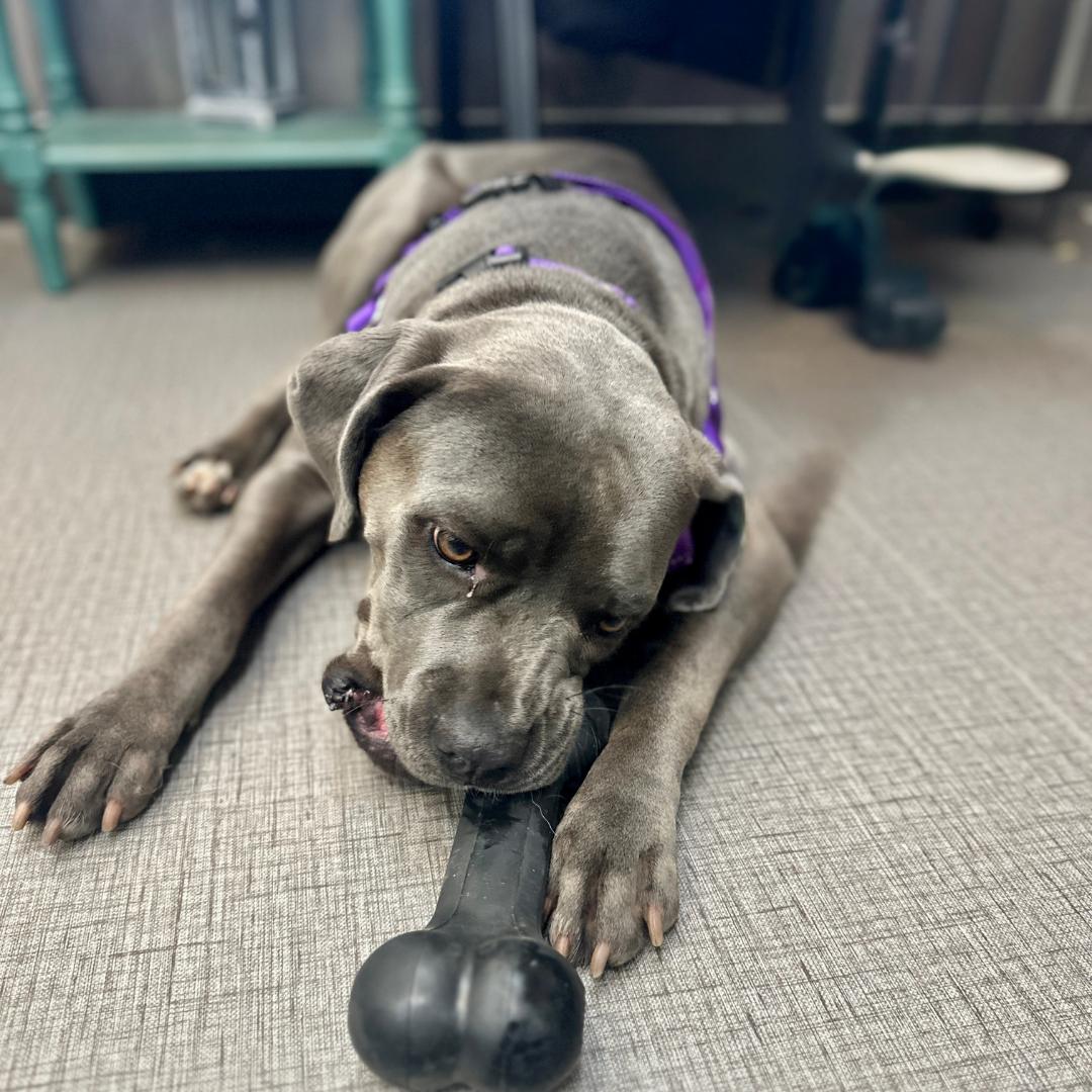 Enlarge SCARLETT, a Adoptable Cane Corso in Morgan Hill, CA image 6/6