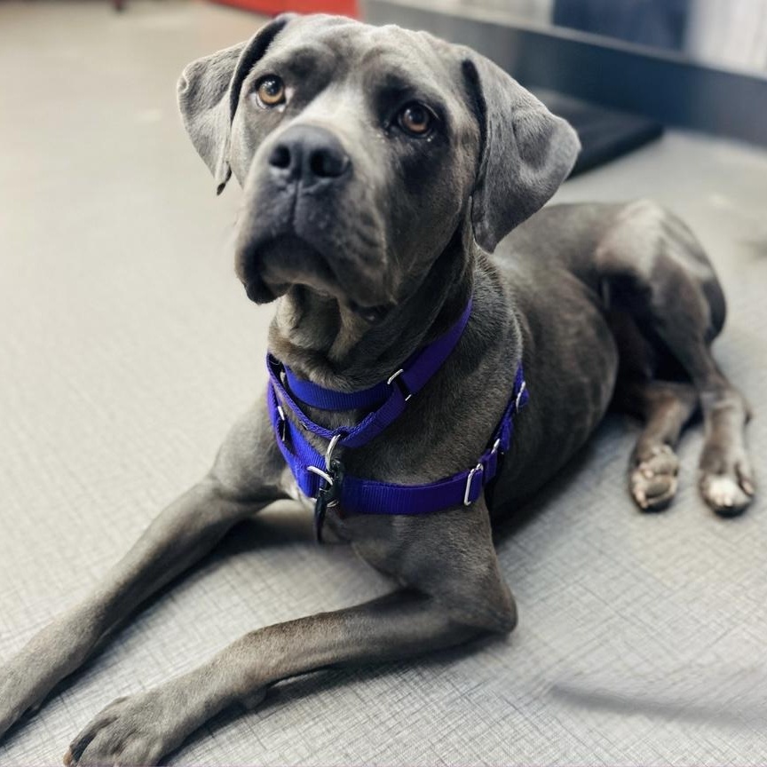 SCARLETT, Adoptable, Adult Female Cane Corso.