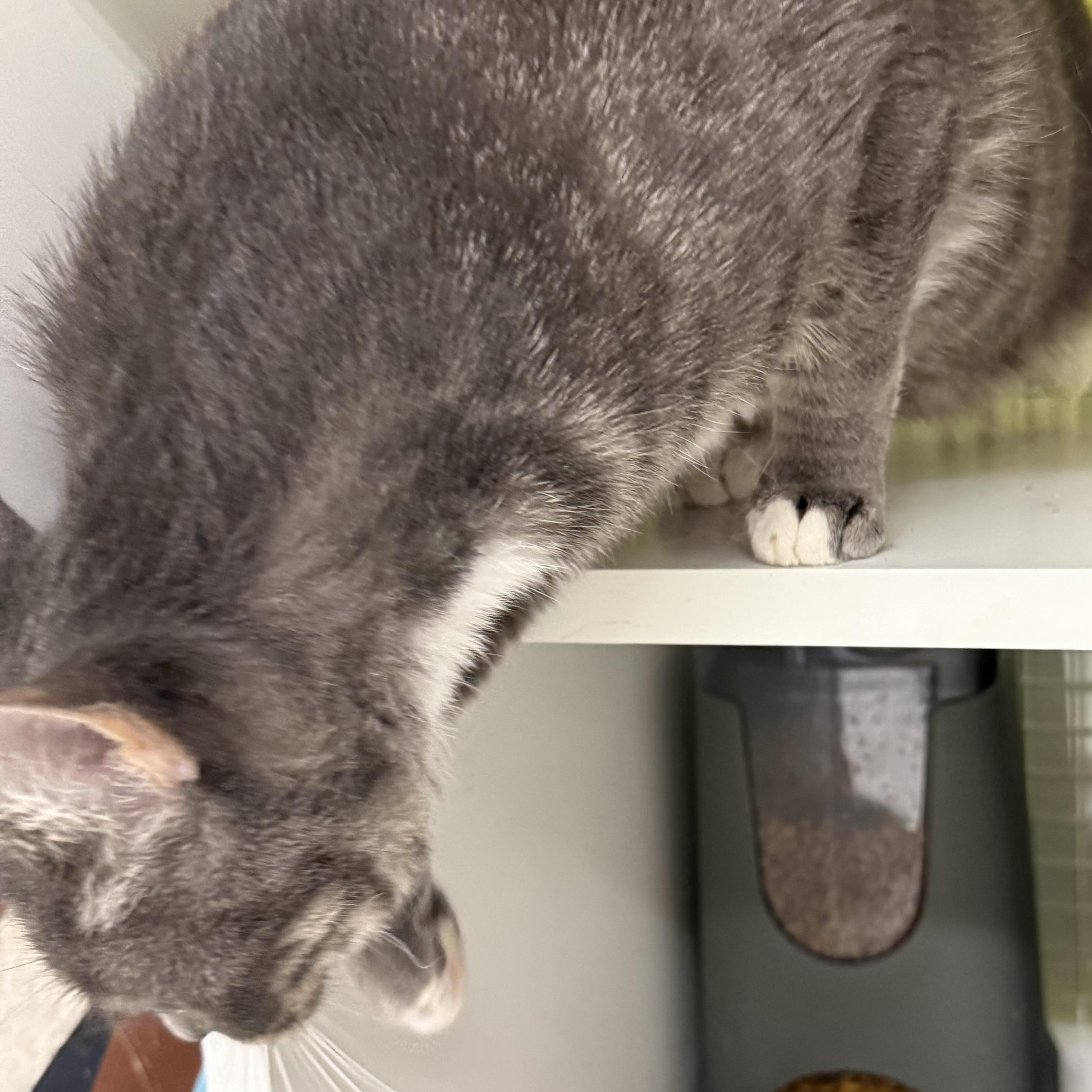 Enlarge Gianna, a ADOPTABLE Tabby in Brentwood, CA image 5/5