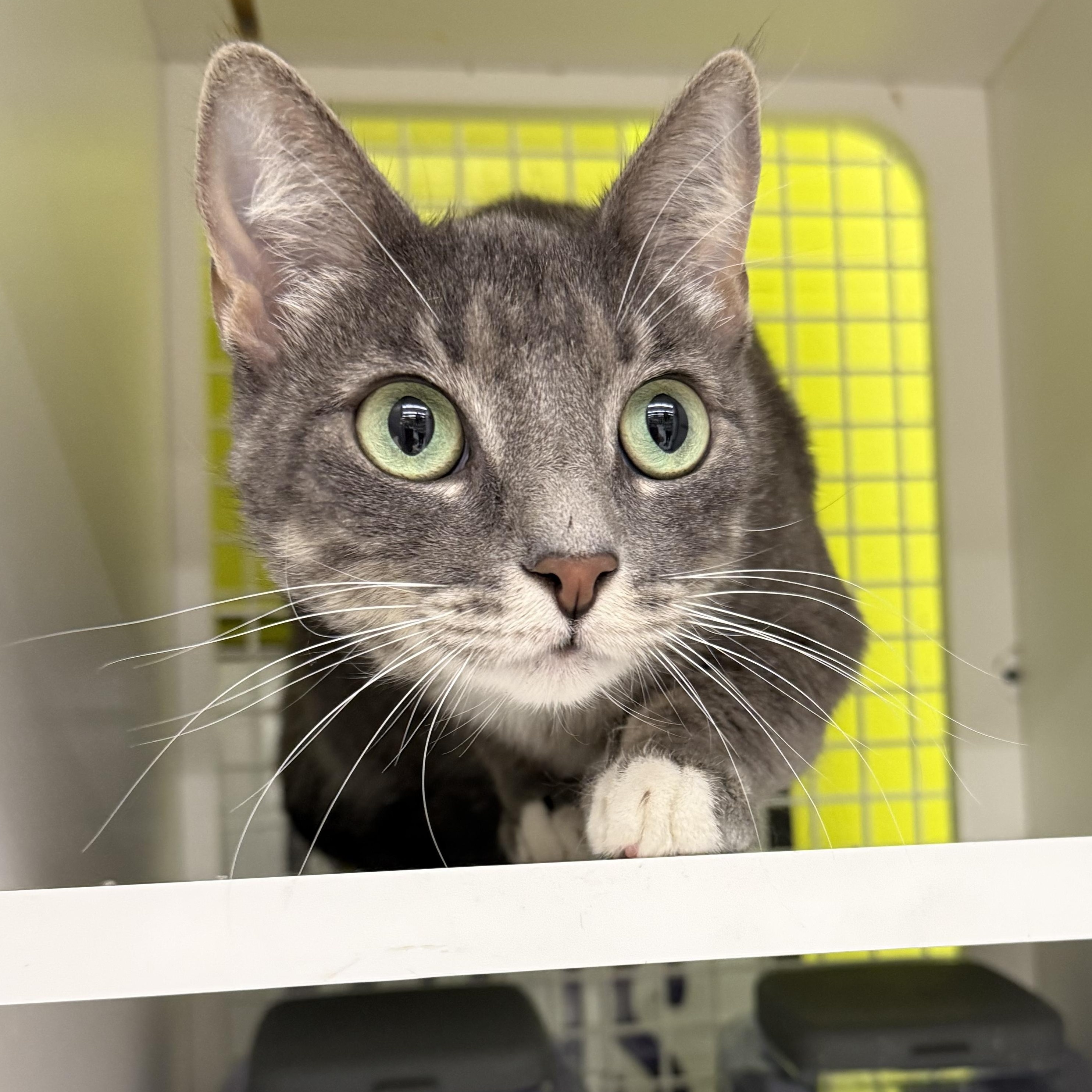 Enlarge Gianna, a ADOPTABLE Tabby in Brentwood, CA image 2/5