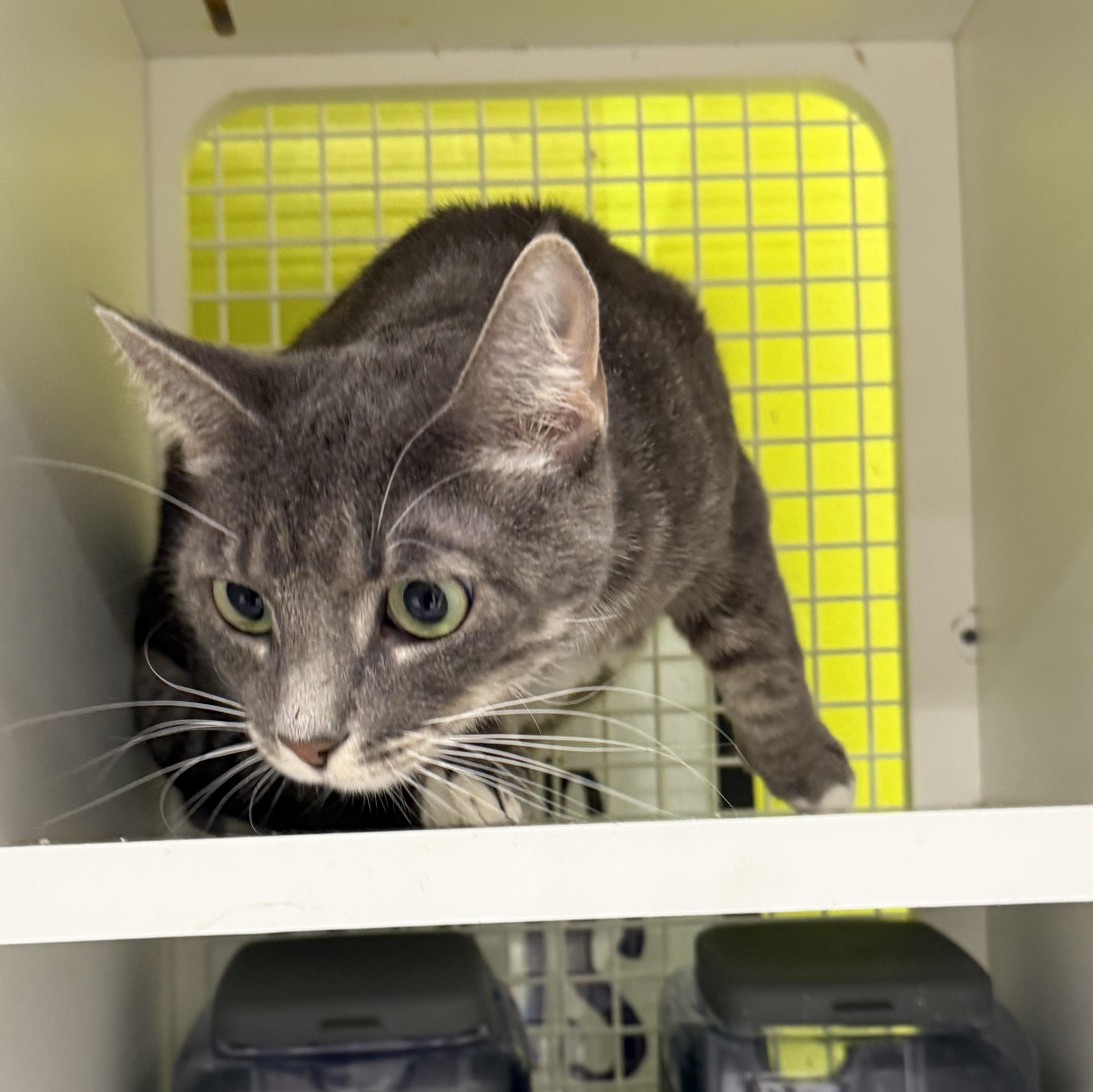 Enlarge Gianna, a ADOPTABLE Tabby in Brentwood, CA image 3/5