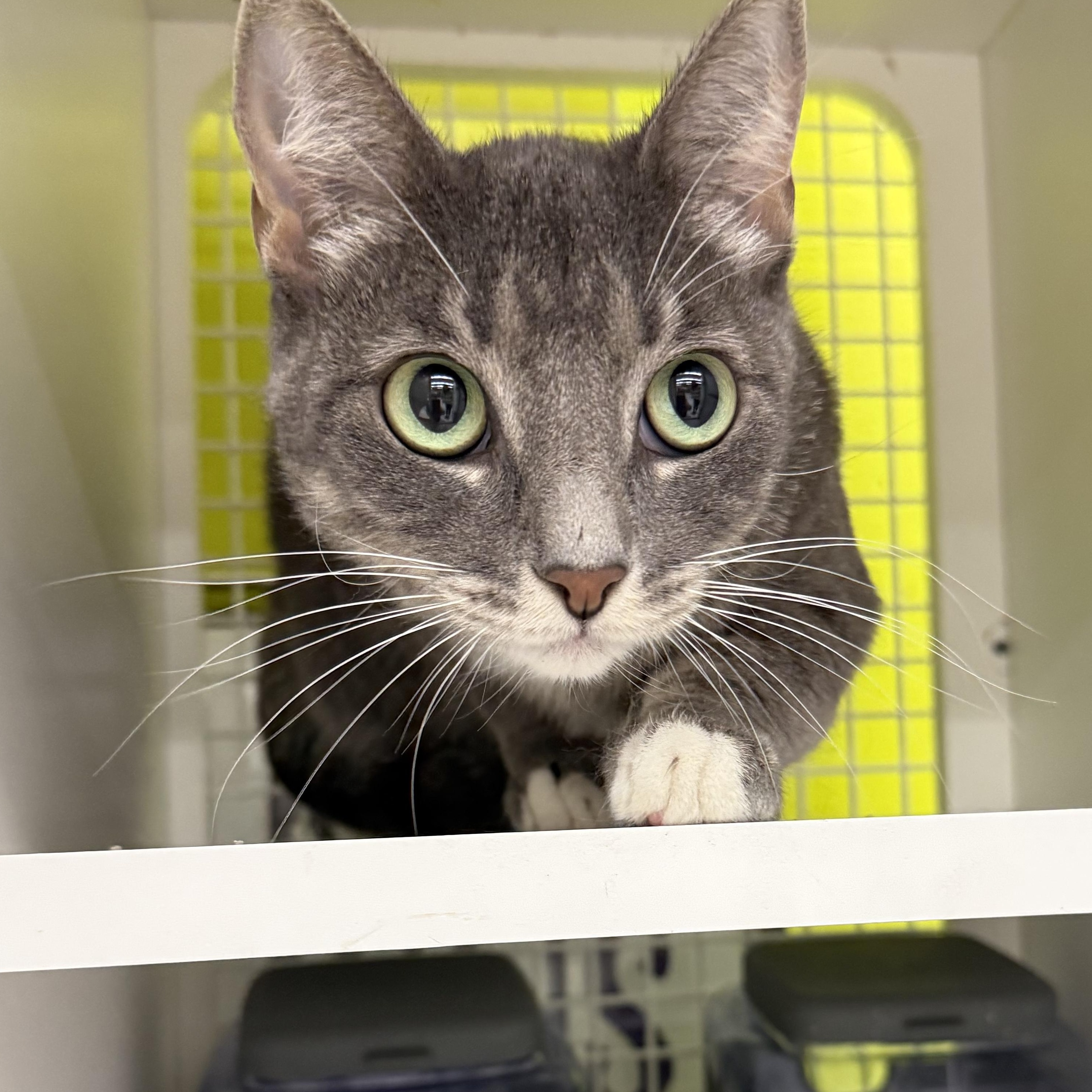 Enlarge Gianna, a ADOPTABLE Tabby in Brentwood, CA image 4/5