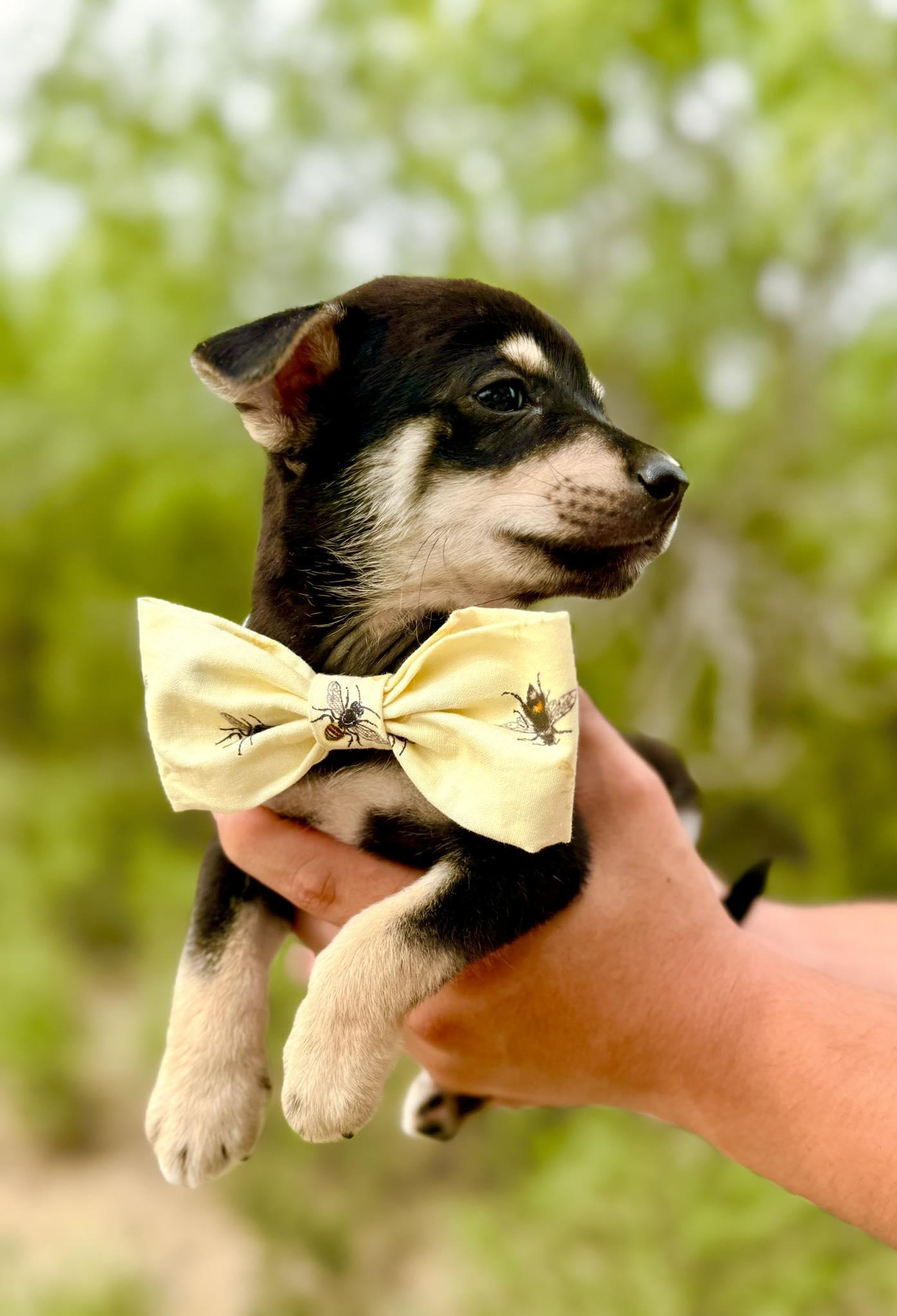 Simon, an adopted mixed breed in Concord NH, NH image 2/4