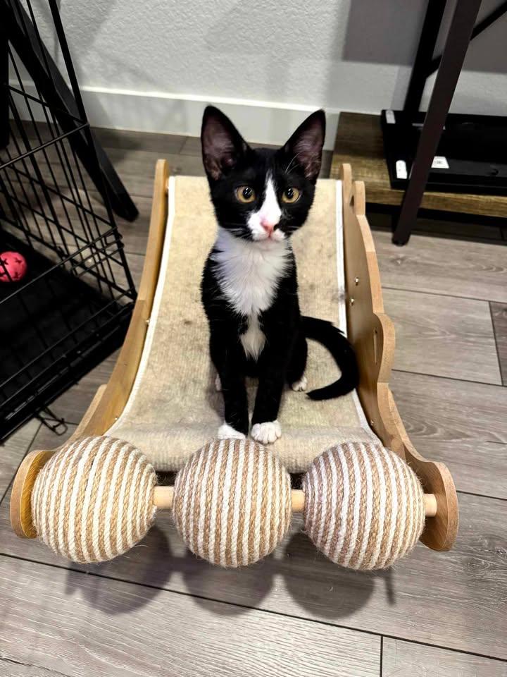 Enlarge Hachi, a ADOPTABLE mixed breed in College Station, TX image 3/6