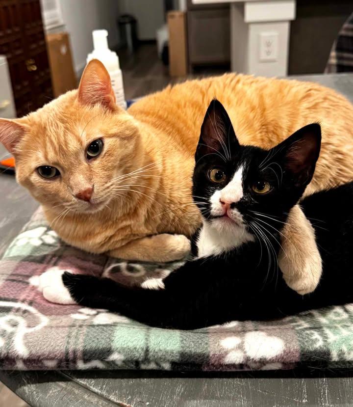 Enlarge Hachi, a ADOPTABLE mixed breed in College Station, TX image 1/6