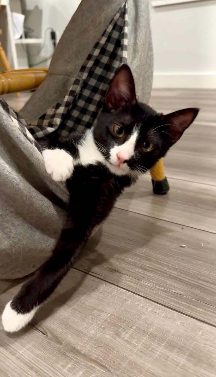 Enlarge Hachi, a ADOPTABLE mixed breed in College Station, TX image 5/6