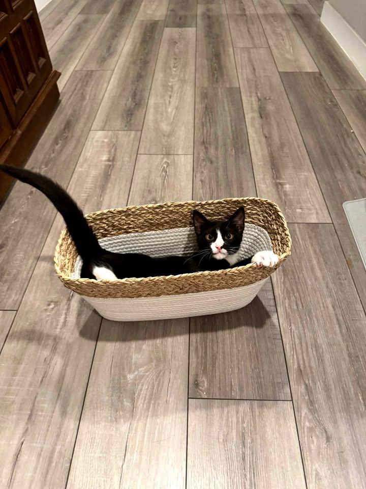 Enlarge Hachi, a ADOPTABLE mixed breed in College Station, TX image 2/6