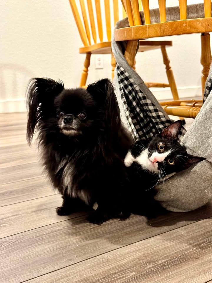 Enlarge Hachi, a ADOPTABLE mixed breed in College Station, TX image 6/6