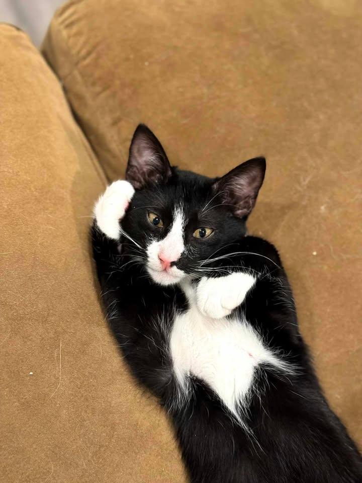 Enlarge Hachi, a ADOPTABLE mixed breed in College Station, TX image 4/6