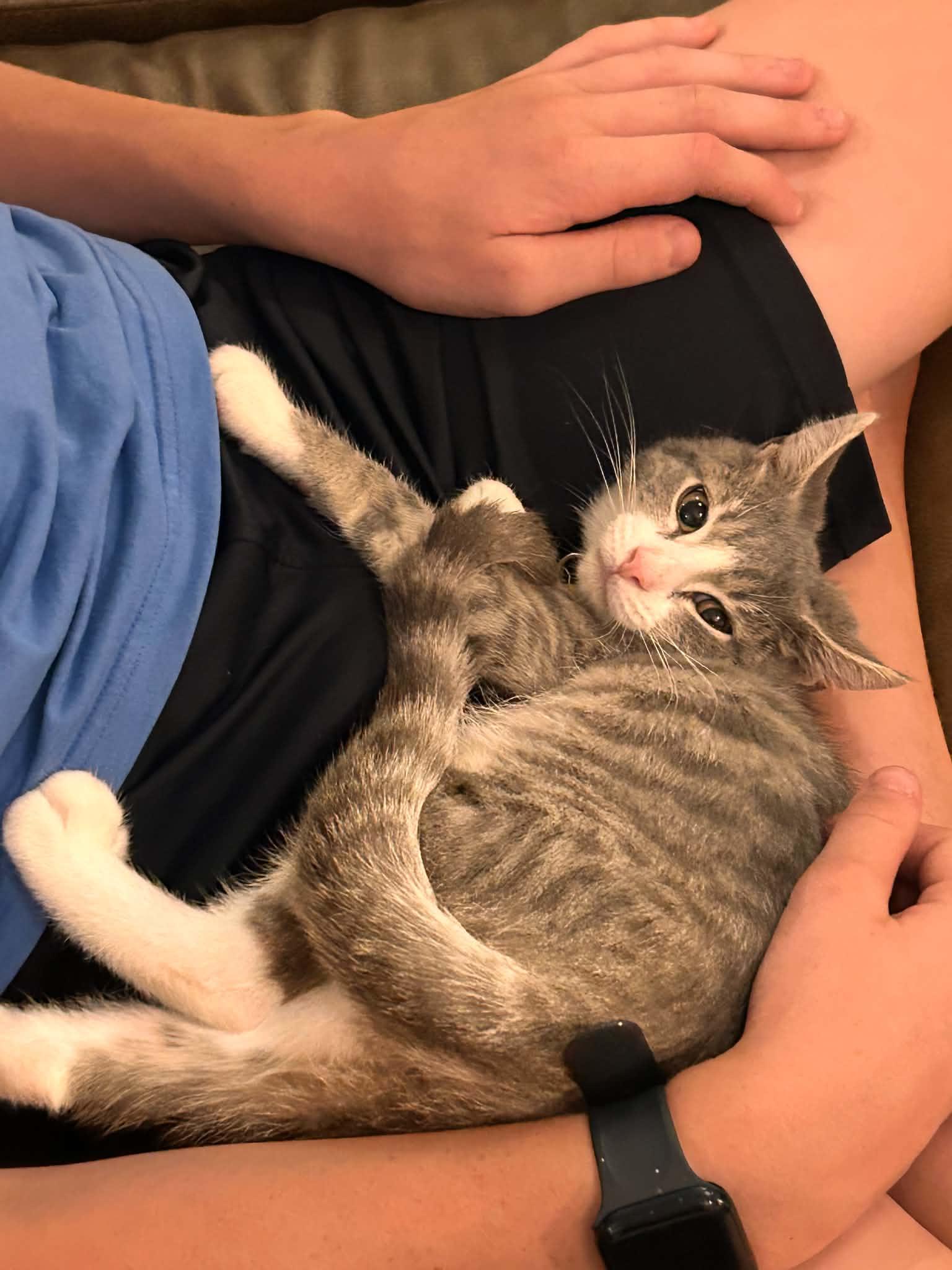 Enlarge Pancake, Waffles and Sausage, a Adoptable Domestic Short Hair in Succasunna, NJ image 3/6