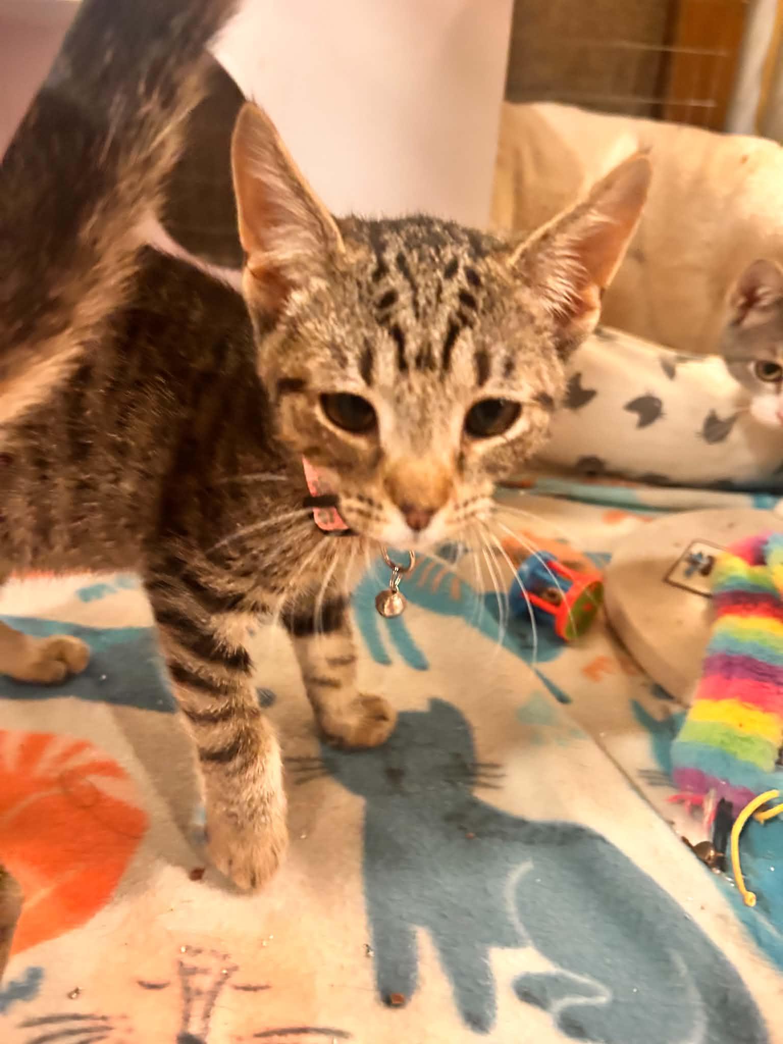Enlarge Pancake, Waffles and Sausage, a Adoptable Domestic Short Hair in Succasunna, NJ image 4/6