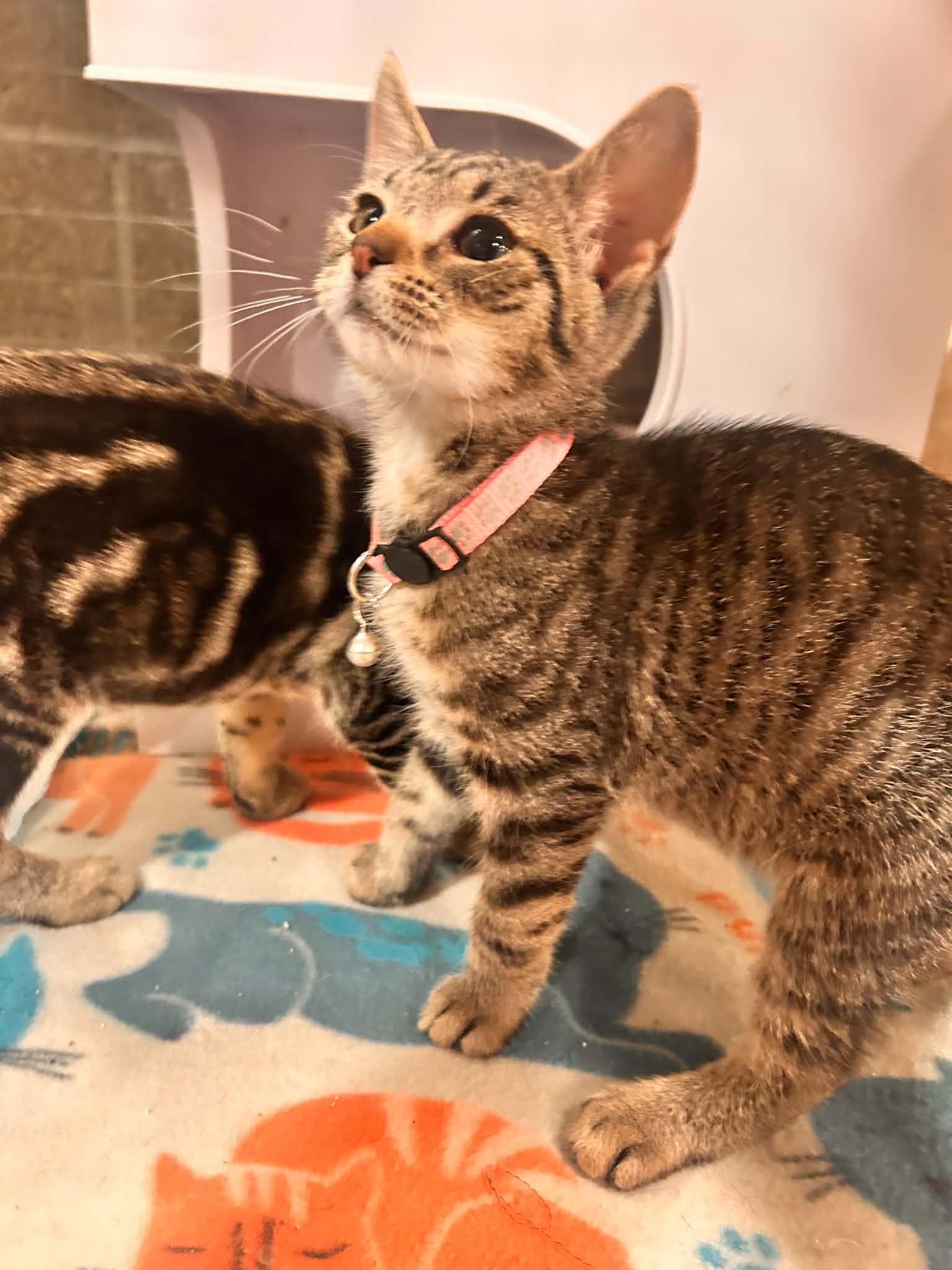 Pancake, Waffles and Sausage, Adoptable, Kitten Male Domestic Short Hair.