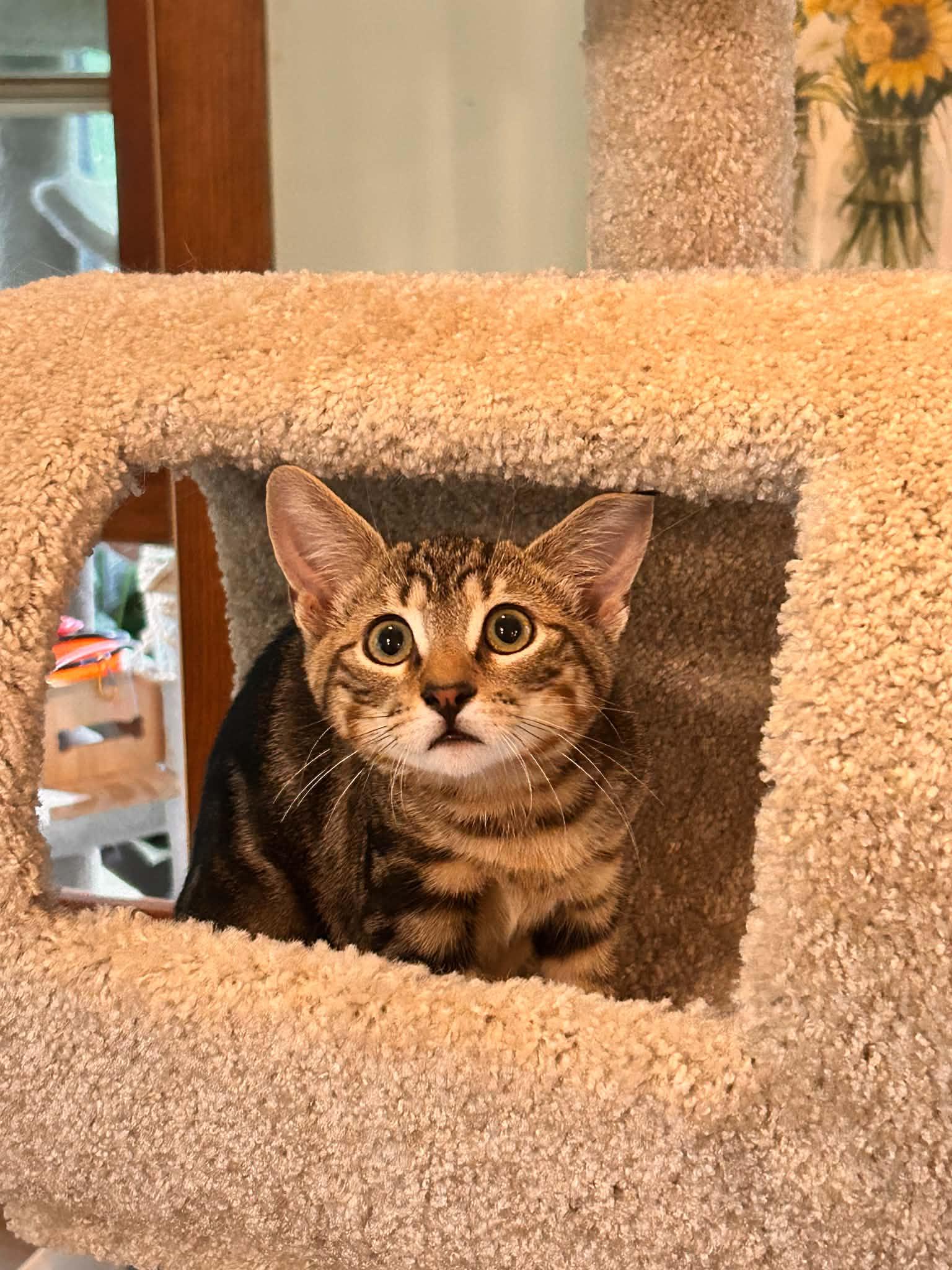 Enlarge Pancake, Waffles and Sausage, a Adoptable Domestic Short Hair in Succasunna, NJ image 6/6