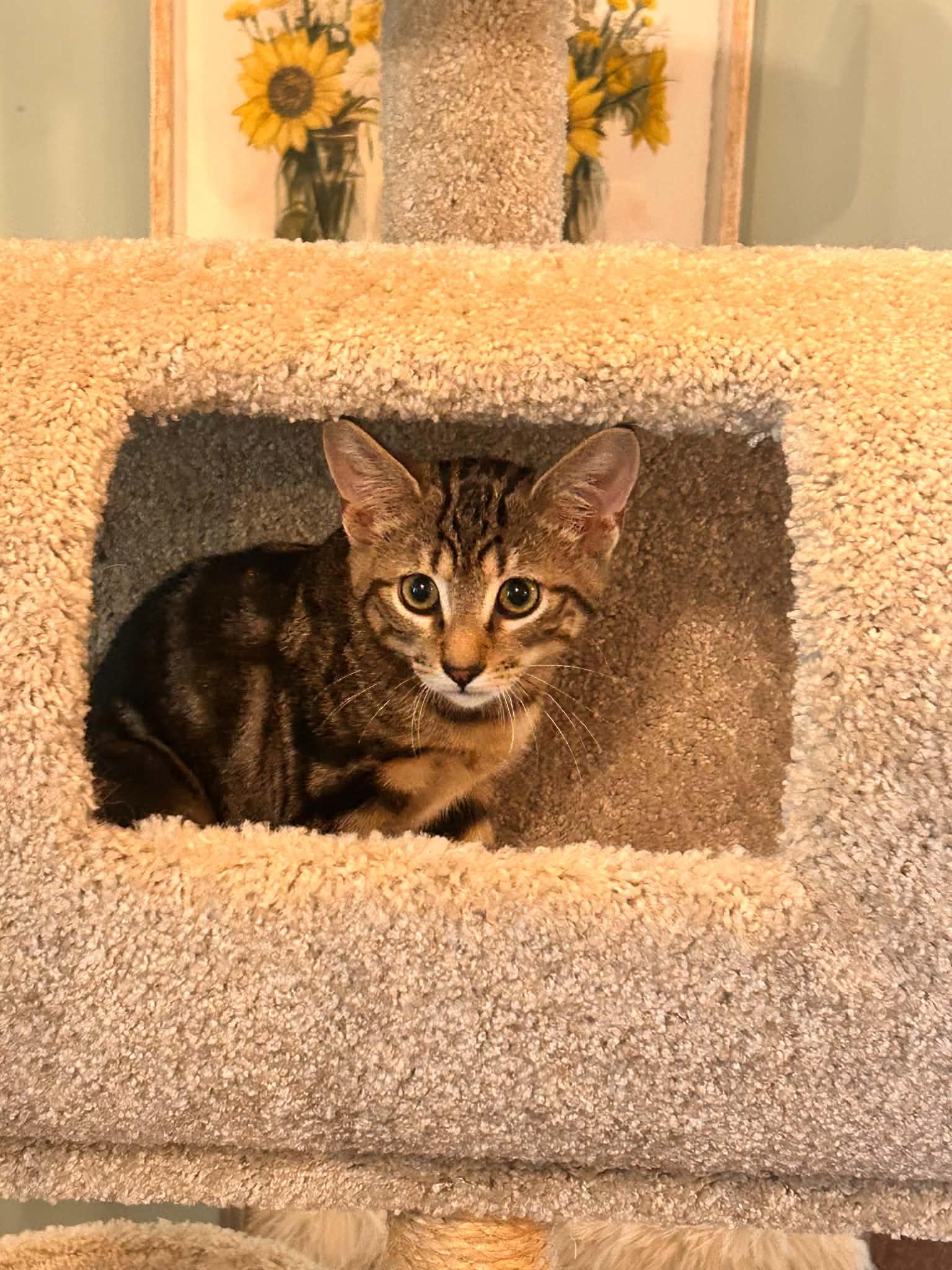 Enlarge Pancake, Waffles and Sausage, a Adoptable Domestic Short Hair in Succasunna, NJ image 5/6