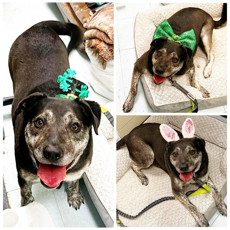 Enlarge Walker , a ADOPTABLE mixed breed in Dublin, VA image 1/1