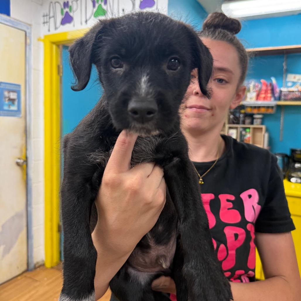 Lover Boy (Chow Down 1), Adoptable, Puppy Male Mixed Breed.