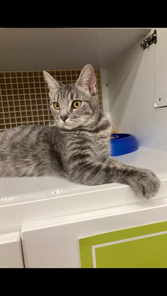 Kenzie, adopted, Young Female Tabby & Domestic Short Hair.