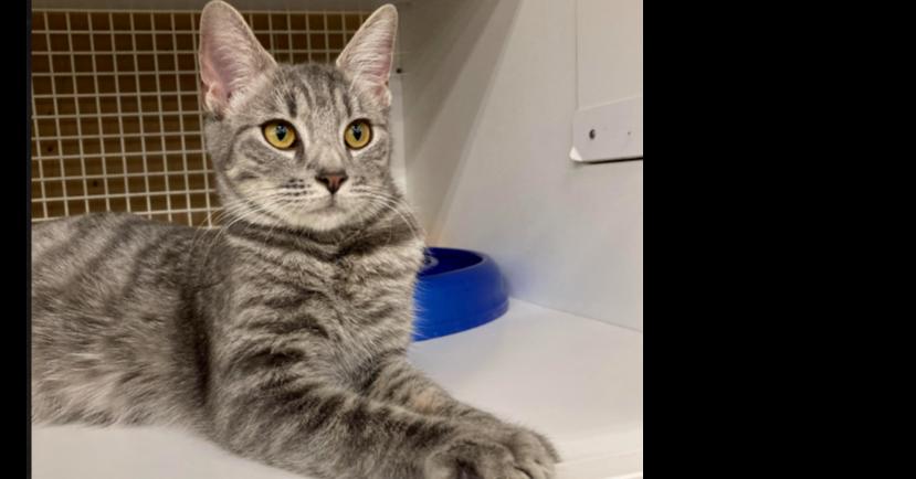 Enlarge Kenzie, an adopted mixed breed in Long Beach, CA image 2/2