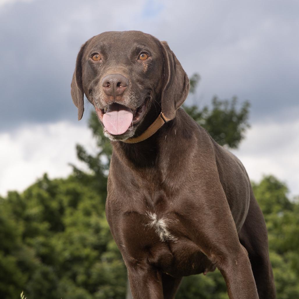 Choco, Adoptable, Adult Male Mixed Breed & Weimaraner.