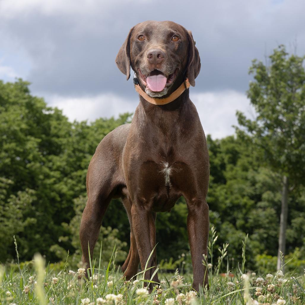 Enlarge Choco, a Adoptable mixed breed in Franklin, TN image 2/3