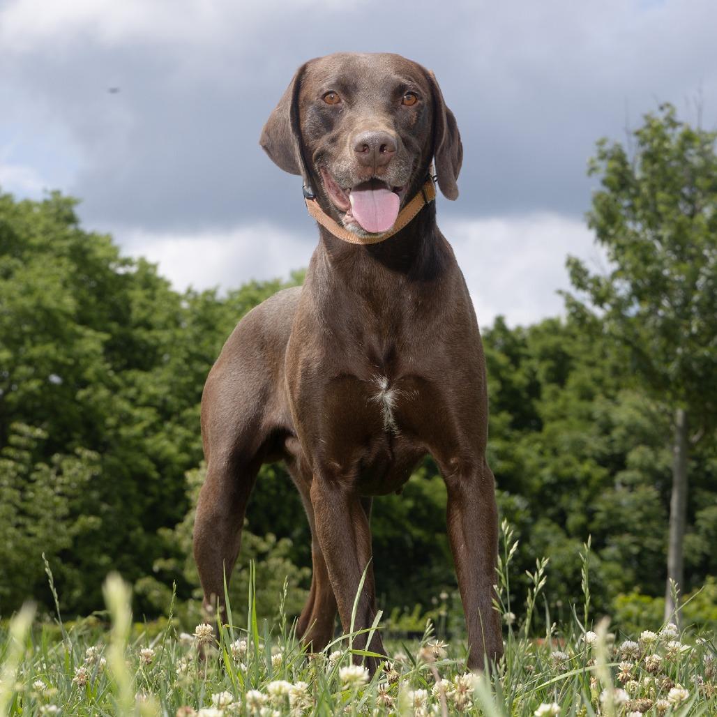 Enlarge Choco, a Adoptable mixed breed in Franklin, TN image 3/3
