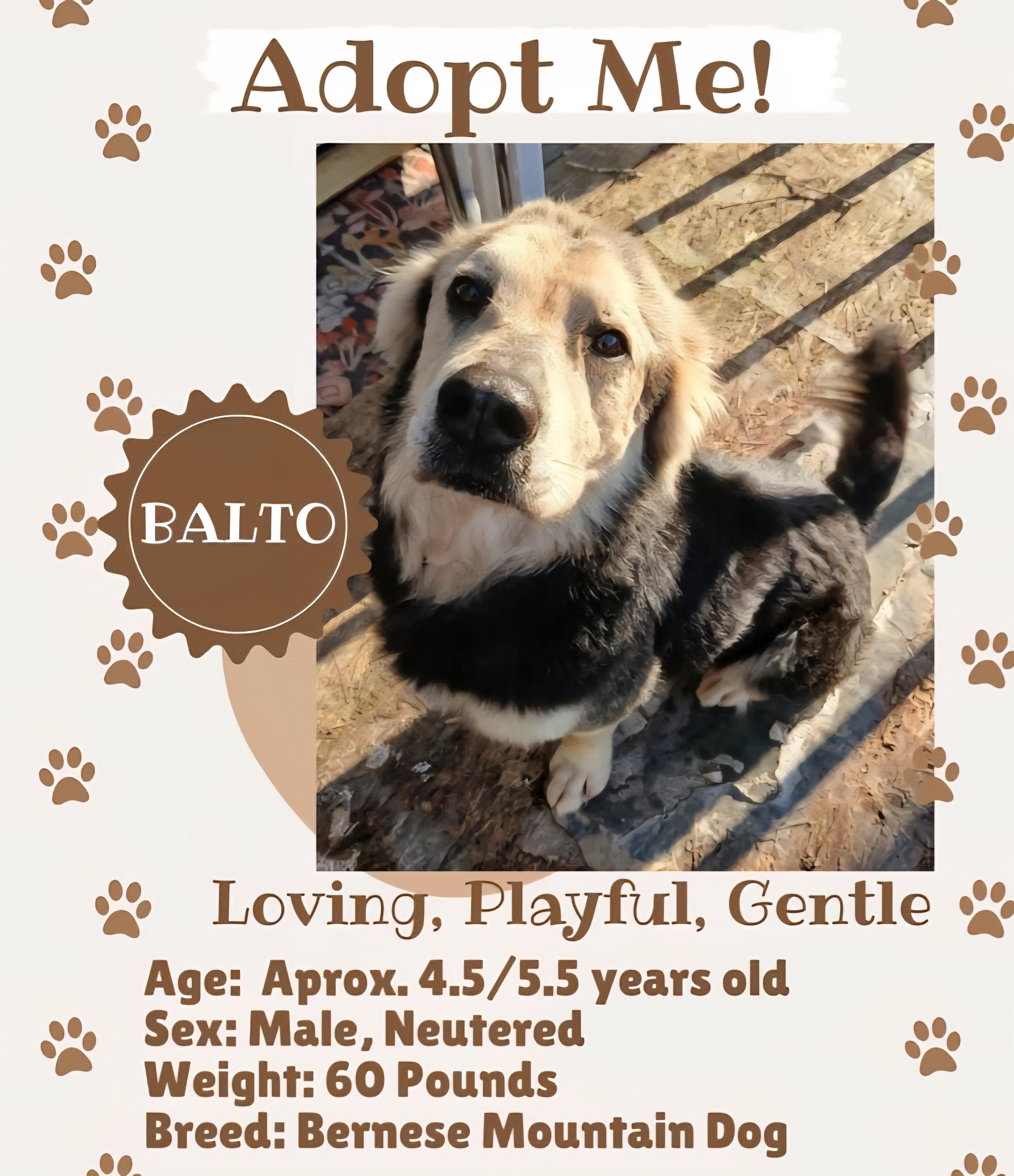 Balto, Adoptable, Adult Male Bernese Mountain Dog.