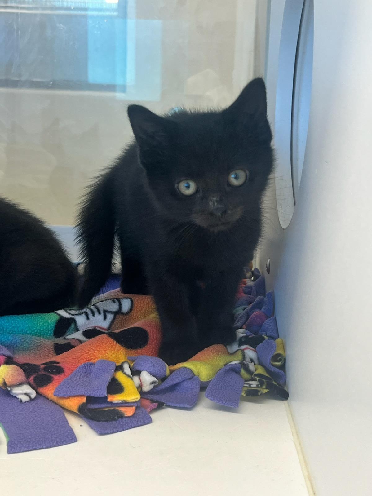 Enlarge George (ID 51004/1164), an adopted Domestic Short Hair in Manassas, VA image 1/1